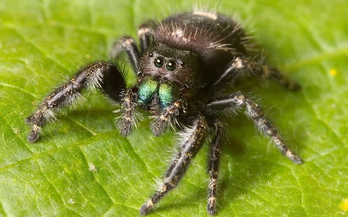Spider Wallpaper Screenshots 5