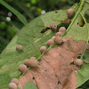 Plant Galls