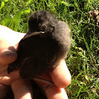 Baby mockingbird