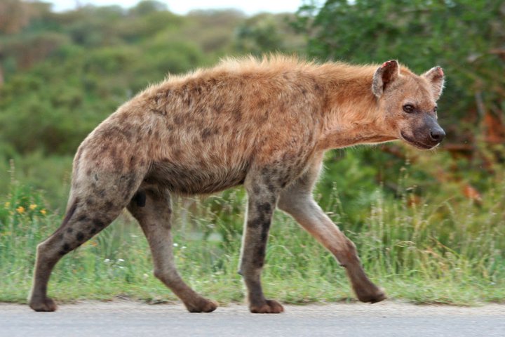 Spotted Hyena | Project Noah