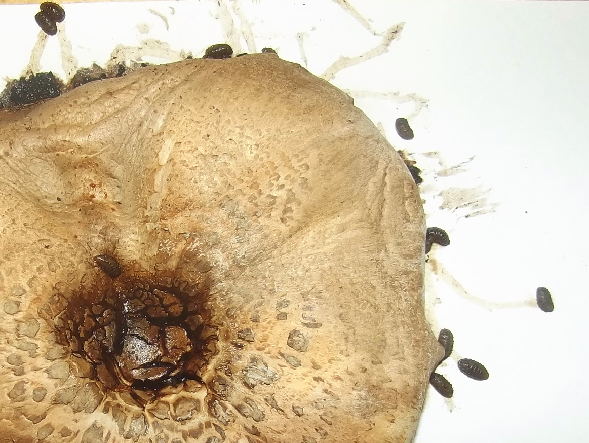 Field mushroom with larvae