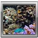 Fish 3D Live Wallpaper