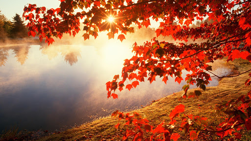 Autumn HD Live Wallpaper