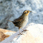 Saltmarsh sparrow