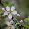 Southern Crabapple