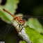 Autumn Meadowhawk