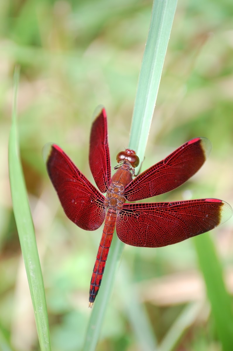 Red grasshawk dragonfly