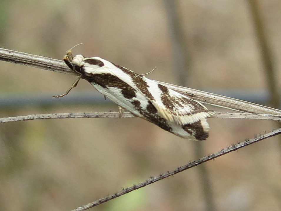 Small Banded Moth