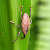 Long-nosed Weevil