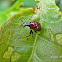 Leaf-rolling weevil