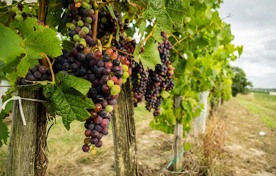 Grapevines in Bordeaux, France, the legendary wine-growing region.