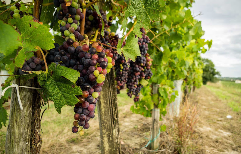 Grapevines in Bordeaux, France, the legendary wine-growing region.