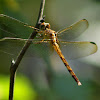 Needham's Skimmer Dragonfly