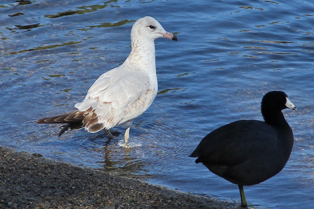California Gull (2nd winter plumage)