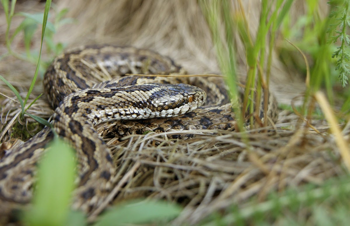 Meadow Adder