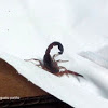 Escorpión Scorpion