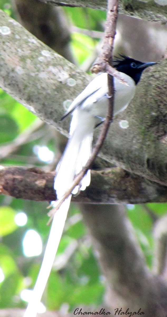 Asian Paradise-flycatcher(Indian Paradise Flycatcher)