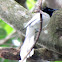 Asian Paradise-flycatcher(Indian Paradise Flycatcher)