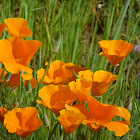 California Poppies