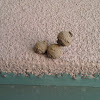 Potter wasp nests