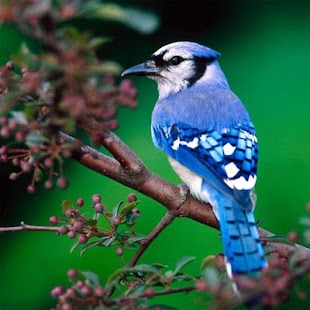 How to mod Birds Jigsaw Puzzles 2.9.27 mod apk for bluestacks