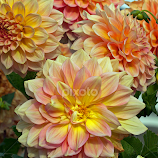 Alaskan Dahlia's by Michael Waller -  
