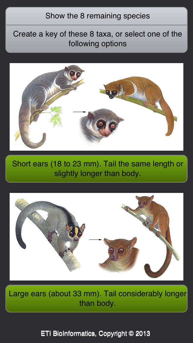 Lemurs of Madagascar Screen 3