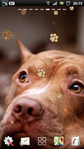 免費下載個人化APP|Pitbull Dog Live Wallpaper app開箱文|APP開箱王