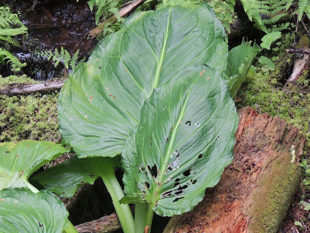 Eastern Skunk Cabbage