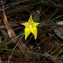 Cowslip orchid