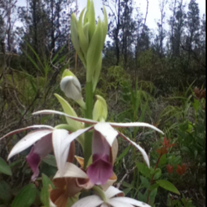 Chinese ground orchid (nun's cap)