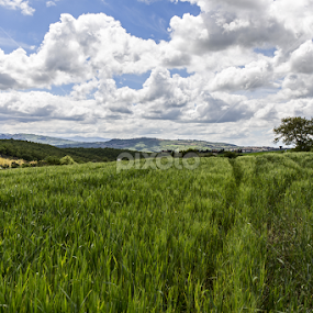 Che ne sai tu di un campo di grano by Simone Difi - Landscapes Prairies, Meadows & Fields
