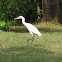 Cattle Egret