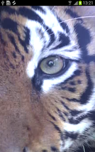 Download TigerView by Auburn University APK