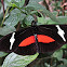 Clysonymus Longwing