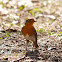 European Robin