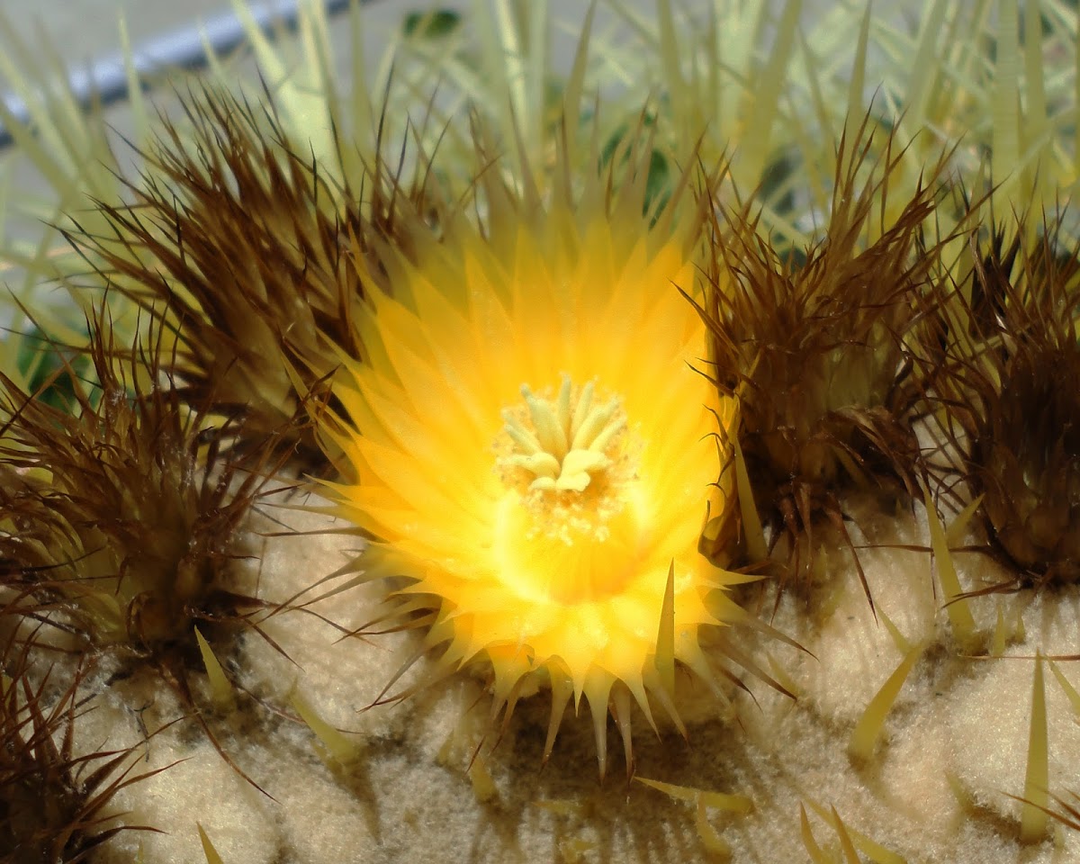 Golden Barrel Cactus Flower