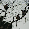 proboscis monkeys (adult females)