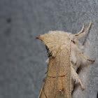 White-dotted Prominent Moth