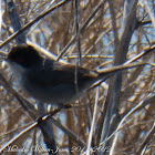 Sardinian Warbler; Curruca Cabecinegra