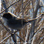 Sardinian Warbler; Curruca Cabecinegra