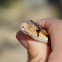 Gopher snake