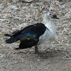 Natka or Knob-billed Duck