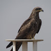 Black kite