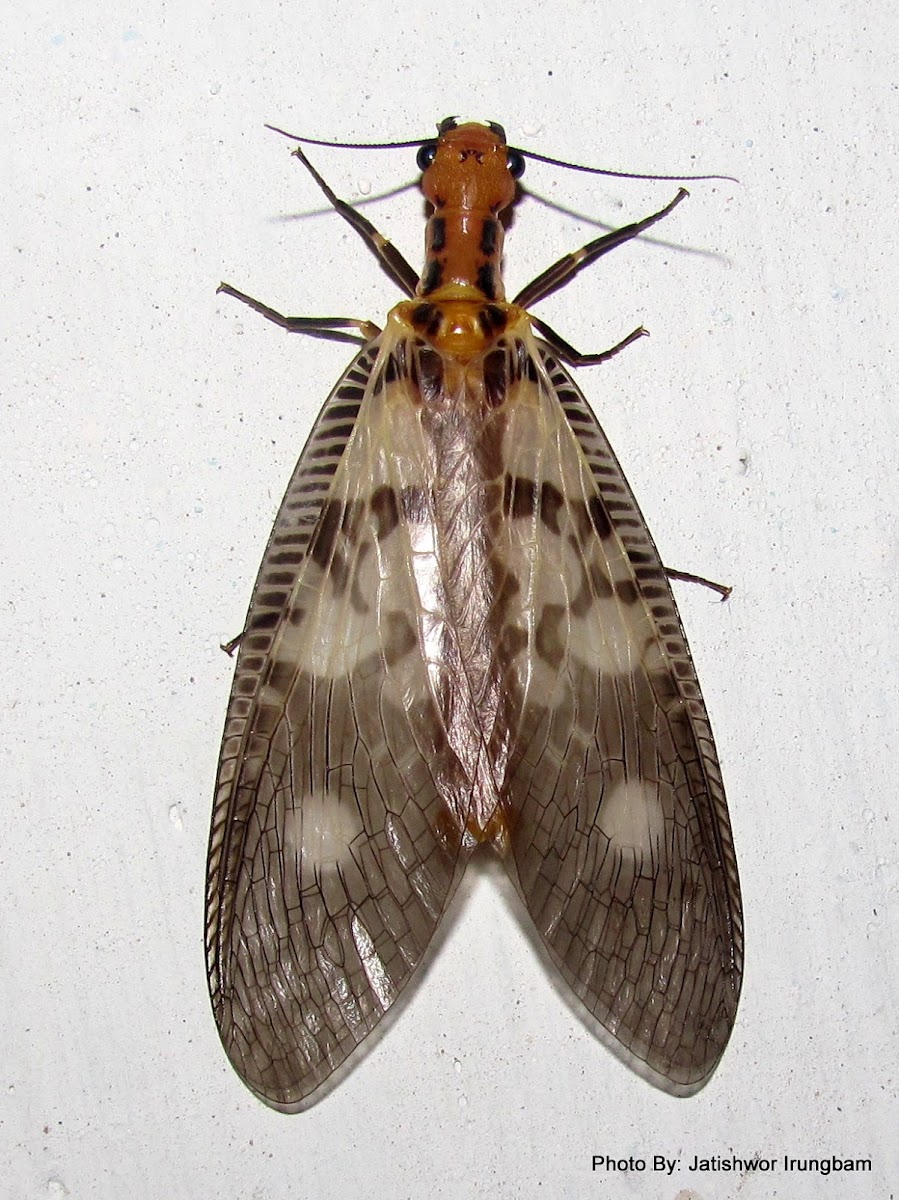 Neuroptera (Lacewing)
