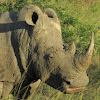 White rhinoceros/Square-lipped rhinoceros