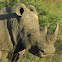 White rhinoceros/Square-lipped rhinoceros