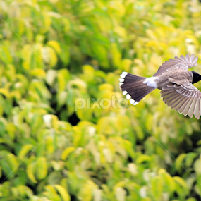 secret of flight by Usman Basharat - Animals Birds