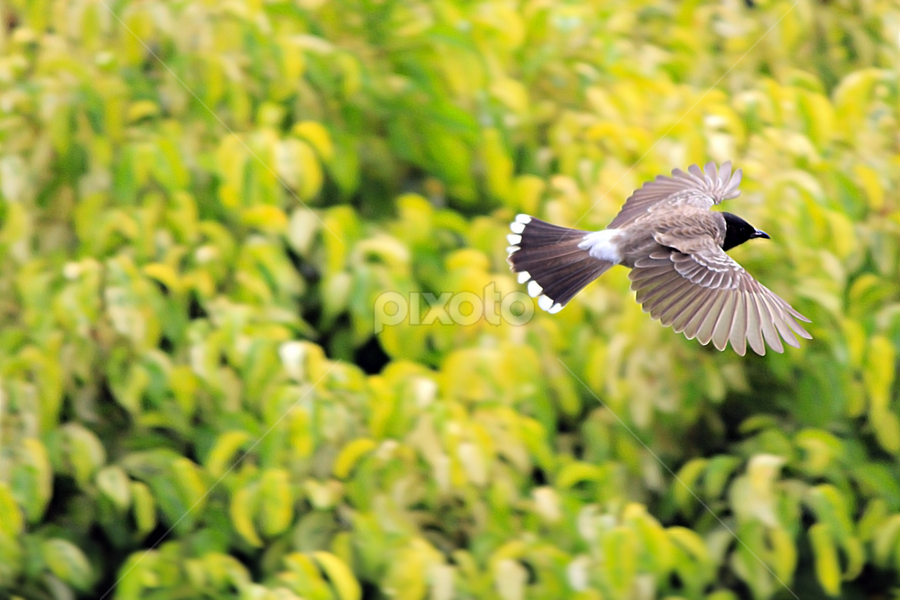 secret of flight by Usman Basharat - Animals Birds
