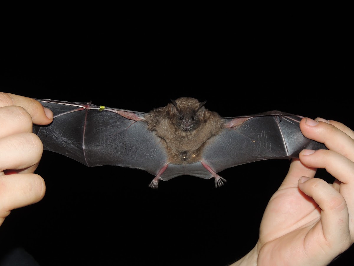 Short-Tailed Fruit Bat